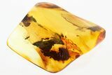 Detailed Fossil Spider, Crane Fly, and Wasp in Baltic Amber #381234-1